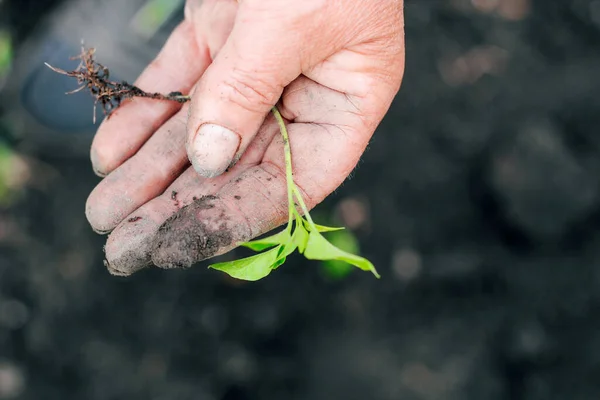 Mãos Agricultor Plantam Mudas Verdes Solo Fresco Jardinagem — Fotografia de Stock
