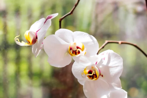 Close Uma Orquídea Branca Com Centro Roxo — Fotografia de Stock