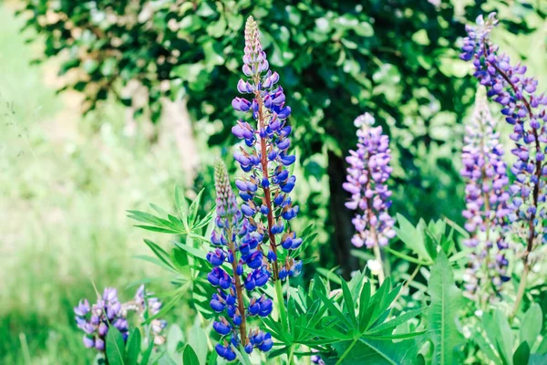 Blühende Violette Lupine Garten Schöne Staude — Stockfoto
