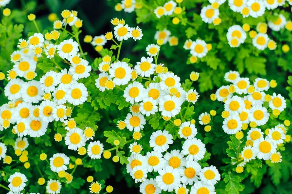 Manzanilla Flor Sobre Fondo Verde Jardín — Foto de Stock