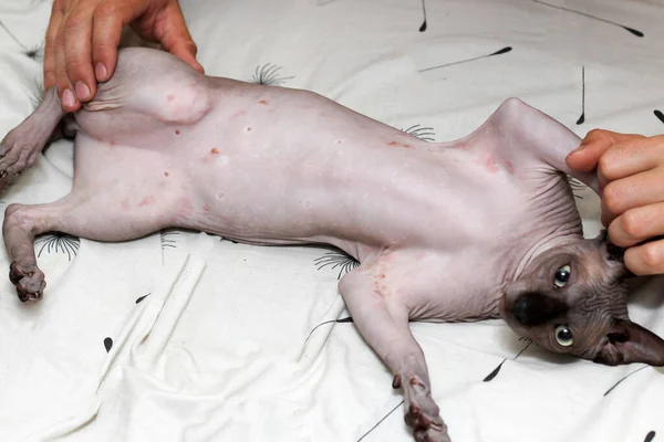 A rash on a cat of the Canadian Sphynx breed. Dermatitis, food allergies. Treatment of skin blemishes.