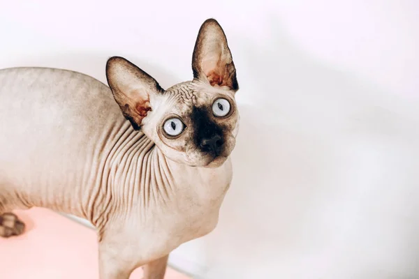 Porträtt Den Kanadensiska Sfinxen Med Blå Ögon Hårlös Allergiframkallande Katt — Stockfoto