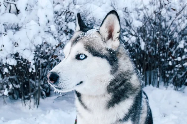 Husky Dog Blue Eyes Winter Winter Portrait Siberian Husky — Stock Photo, Image