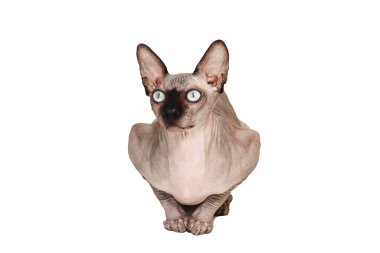 Sphynx kedisi izole edildi. Mavi gözlü Kanada sfenksi beyaz arka planda oturur.