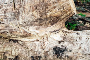 Böcekler ve termitler tarafından yenen bir ağaç..