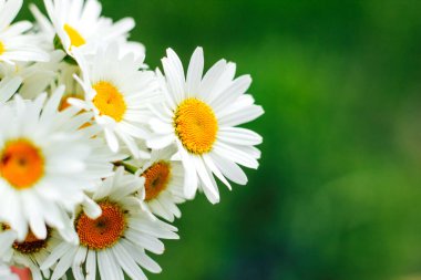Bahçedeki yeşil arka planda çiçek açan papatya çayı.