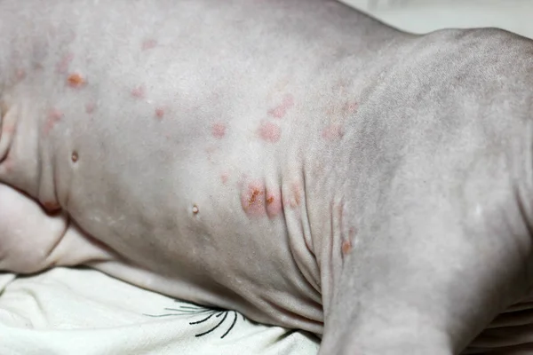 A rash on a cat of the Canadian Sphynx breed. Dermatitis, food allergies. Treatment of skin blemishes.