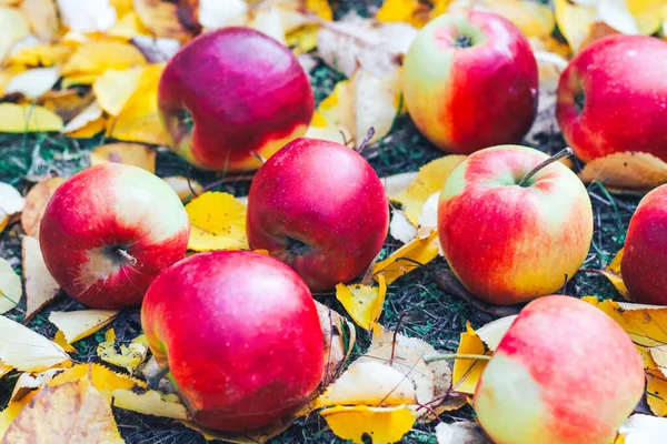 Red Apples Background Yellow Autumn Leaves — Stock Photo, Image