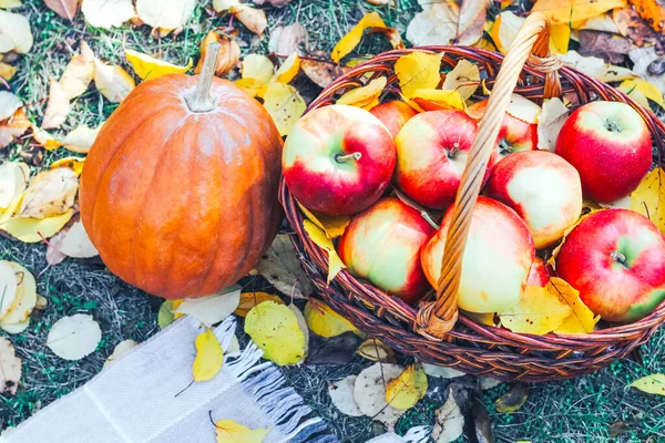 Red Apples Wicker Eco Basket Pumpkin Background Yellow Autumn Leaves — Stock Photo, Image