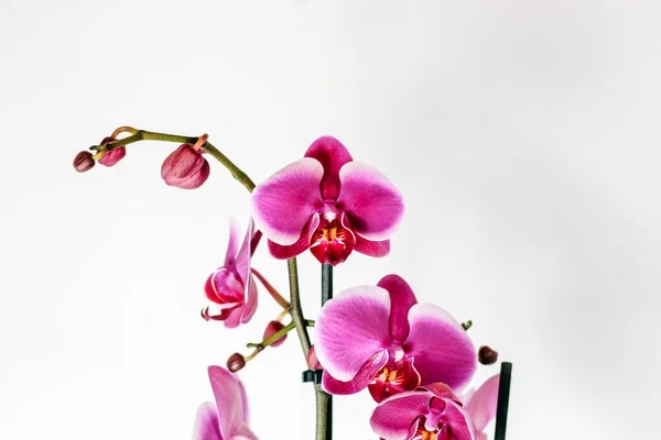 Orquídea Rosa Sobre Fundo Branco — Fotografia de Stock