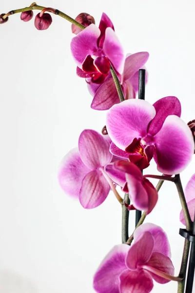 Orquídea Rosa Sobre Fundo Branco — Fotografia de Stock