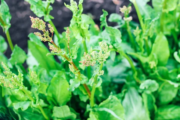 Young Sorrel Bushes Healthy Salad Plants Garden — Stock Photo, Image