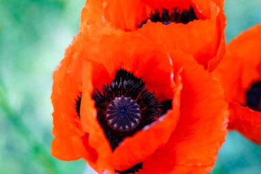 Bahçede siyah merkezli kırmızı haşhaş. Yaklaş..