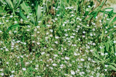 Daisy tarla bitkisi halısı.