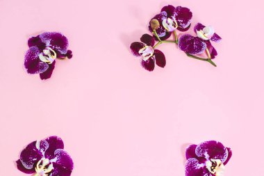 Pembe arka planda mor orkideler. Metin için boşluk.