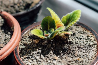 Gloxinia tohumları. Tencerede genç bir bitki.