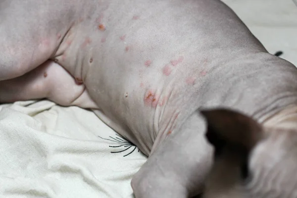 A rash on a cat of the Canadian Sphynx breed. Dermatitis, food allergies. Treatment of skin blemishes.