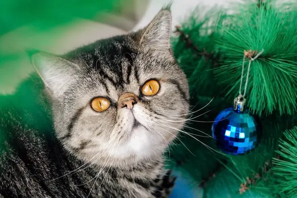 Exotische Kurzhaar Tabby Katze Auf Dem Hintergrund Eines Weihnachtsbaums Mit — Stockfoto