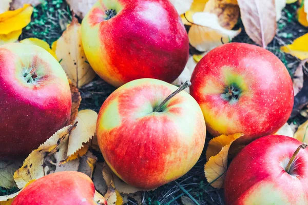 Red Apples Background Yellow Autumn Leaves — Stock Photo, Image