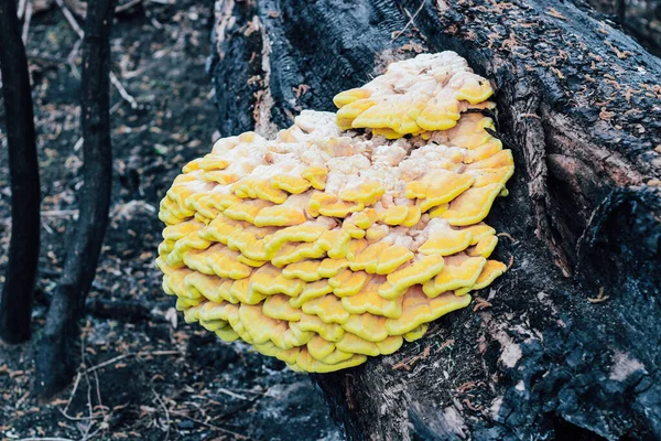 Ένα Τεράστιο Κίτρινο Μύκητα Παράσιτο Laetiporus Θειούχος Μεγάλωσε Ένα Καμένο — Φωτογραφία Αρχείου