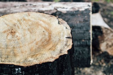 Yanmış ahşap doku, kömür. Orman yangınının sonuçları.