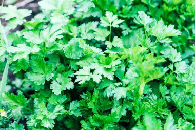 Maydanoz çalıları. Bahçede faydalı bitkiler.