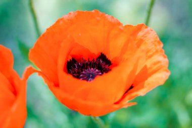 Bahçede siyah merkezli kırmızı haşhaş. Yaklaş..