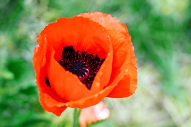 Bahçede siyah merkezli kırmızı haşhaş. Yaklaş..