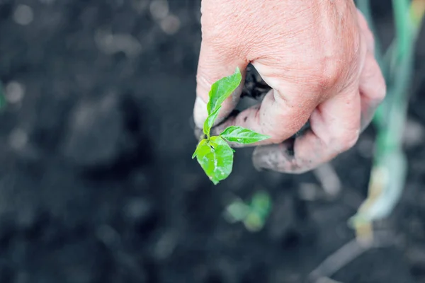 Mãos Agricultor Plantam Mudas Verdes Solo Fresco Jardinagem — Fotografia de Stock