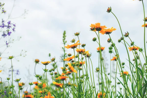 Gartenblumen Aus Nächster Nähe Bildschirmschoner Desktop Hintergrundbilder — Stockfoto