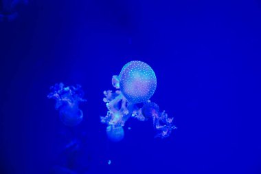 Dekoratif bir tabakta yüzük zinciri ve küpeler de dahil olmak üzere bir dizi altın mücevher bulunur. Tabak, dokulu gri bir yüzey üzerinde duran eşsiz bir tasarım içeriyor. 