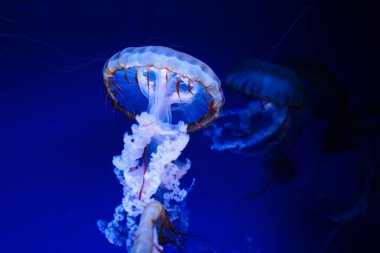 Dekoratif bir tabakta yüzük zinciri ve küpeler de dahil olmak üzere bir dizi altın mücevher bulunur. Tabak, dokulu gri bir yüzey üzerinde duran eşsiz bir tasarım içeriyor. 