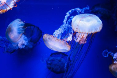 Dekoratif bir tabakta yüzük zinciri ve küpeler de dahil olmak üzere bir dizi altın mücevher bulunur. Tabak, dokulu gri bir yüzey üzerinde duran eşsiz bir tasarım içeriyor. 