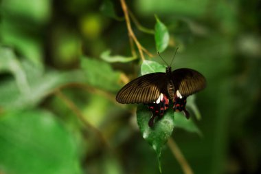 Kelebek Pachliopta aristolochiae siyah kanatları ve kırmızı lekeleri olan canlı yeşil bir yaprağın üzerinde sakince oturur..