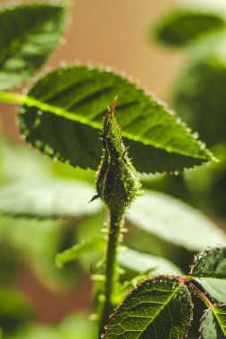 Bahçede yemyeşil yapraklarla çevrili taze bir gül tomurcuğu ortaya çıkar. Yakın çekim, bitkinin doğal güzelliğini ve büyümesini gözler önüne seren karmaşık ayrıntıları vurgular..