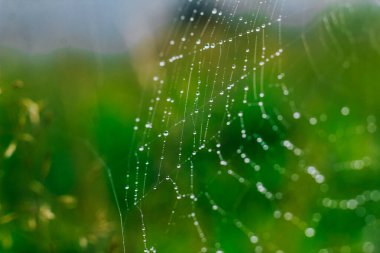 Narin su damlacıkları canlı yeşil bir ortamda sabah ışığını yakalayan bir örümcek ağını süslerler. Ağ, taze ot ve yaprakların arasında karmaşık desenler sergiliyor..