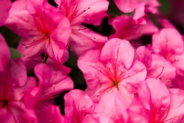 Canlı pembe açelyalar bahçeyi renklerle dolduruyor. Narin taç yaprakları pembenin çeşitli tonlarını sergiliyor ve neşeli bir atmosfer yaratıyor. Çiçekler ılık bahar güneşinin altında gelişir..