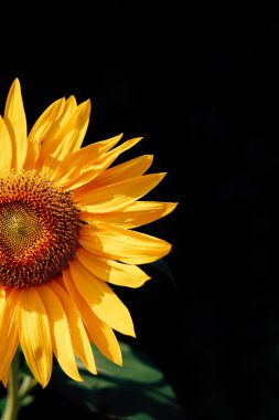 Parlak sarı bir ayçiçeği açık mavi gökyüzünün altında dimdik ayakta duruyor. Yeşil yapraklar kontrastı sağlarken, büyük yuvarlak yüzü tohumlarla doludur. Sahne yazın doğal güzelliğini ve neşesini yakalar..