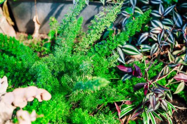 Bahçede kuşkonmaz yoğunluğu. Parlak yeşil yapraklar ve renkli yapraklar canlı bir atmosfer yaratır. Güneş her bitkinin zengin renklerini aydınlatıyor..