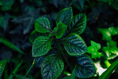 Plectranthus yeşil yaprakları yoğun bir yaprak zeminine karşı belirgin bir şekilde sergilenir. Güneş ışığı, öğleden sonra ışıklarıyla bahçelerdeki yaprak yüzeyindeki karmaşık desenleri aydınlatıyor..