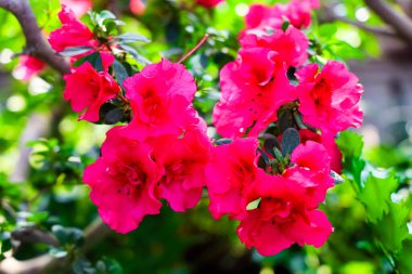 Bahçedeki yemyeşil yaprakların arasında canlı pembe açelya çiçekleri tomurcuklanıyor. Sahne, baharın özünü parlak renkler ve taze büyümeyle yakalıyor ve canlı bir atmosfer yaratıyor..