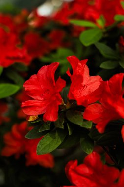 Canlı kırmızı açelya çiçekleri yemyeşil bir bahçede yeşeriyor. Bahar mevsiminde güzelliklerini sergiliyorlar..