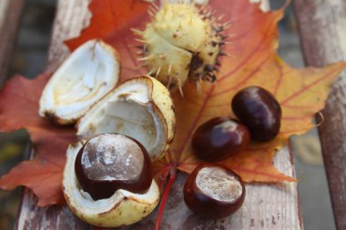 Ahşap arka plan üzerinde akçaağaç yaprağı üzerinde at-kestane (Aesculus) meyve. Düz döşeme, üst görünüm.