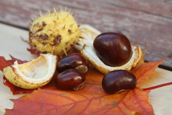 Ahşap arka plan üzerinde akçaağaç yaprağı üzerinde at-kestane (Aesculus) meyve. Düz döşeme, üst görünüm.