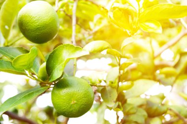 Yeşil limon limon ağacı güneş ışığı altında yaz gün asılı, limon suyu, ekşi tat ferahlık hayatın.