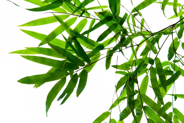 Piękny Zielony Bambus Liści Białym Tle Białym Tle Sezonie Letnim — Zdjęcie stockowe