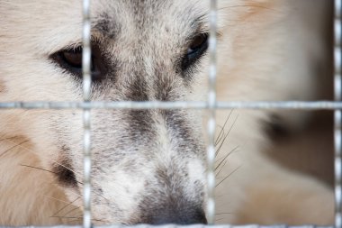 Yalnız köpek kafes ve bekleyen insandan kurtarıldı için tuzağa düşmüştü. Bir hayvan bu insan en iyi arkadaşım.