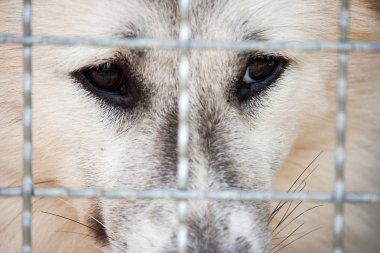 Yalnız köpek kafes ve bekleyen insandan kurtarıldı için tuzağa düşmüştü. Bir hayvan bu insan en iyi arkadaşım.