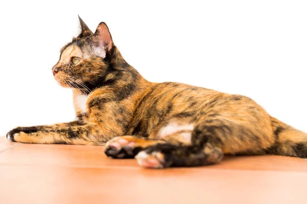 一只放松的成年虎猫躺在一楼 猫是可爱和友好的宠物的人 — 图库照片