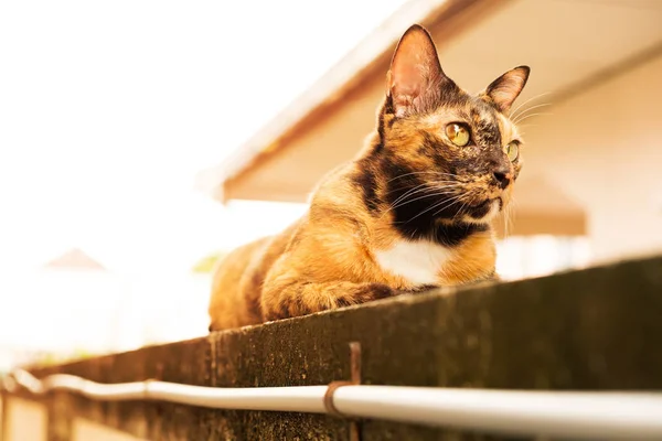Relax Vuxen Tabby Katt Fastställande Väggen Katten Söt Och Vänlig — Stockfoto